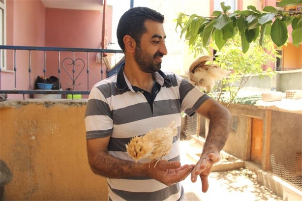 Foto - Süs tavukları resmen altın yumurtluyor!