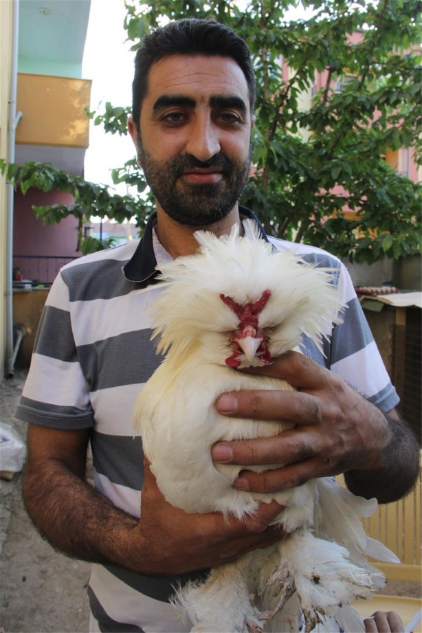 Foto - Süs tavukları resmen altın yumurtluyor!