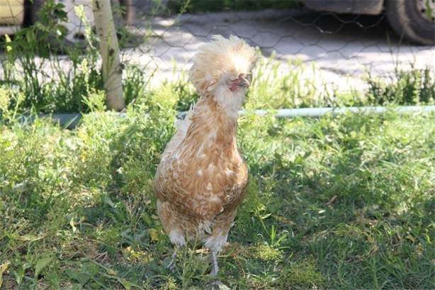 Foto - Süs tavukları resmen altın yumurtluyor!