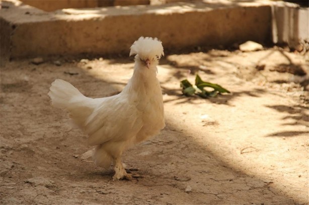 Foto - Süs tavukları resmen altın yumurtluyor!