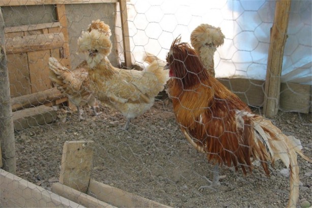 Foto - Süs tavukları resmen altın yumurtluyor!