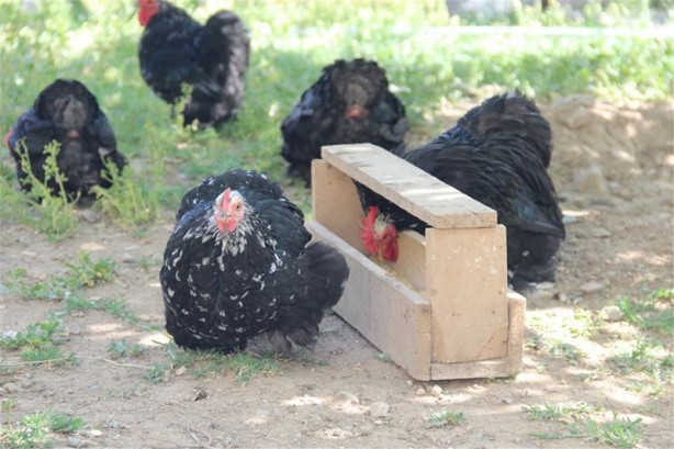 Süs tavukları resmen altın yumurtluyor!