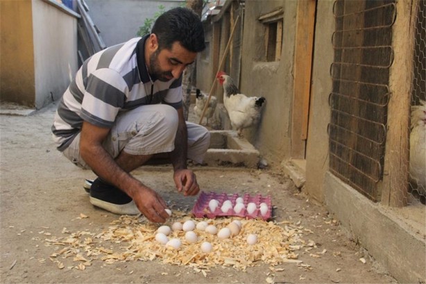 Foto - Süs tavukları resmen altın yumurtluyor!