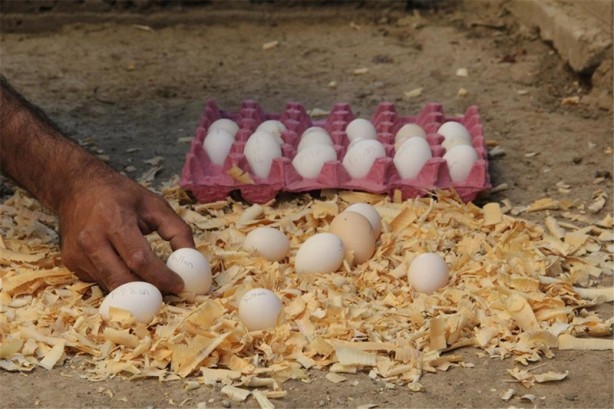 Foto - Süs tavukları resmen altın yumurtluyor!