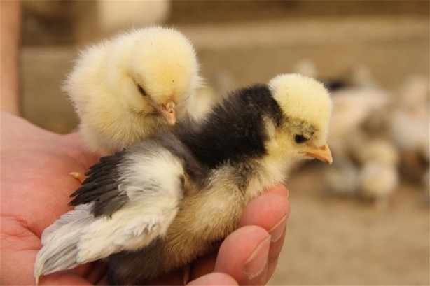 Foto - Süs tavukları resmen altın yumurtluyor!