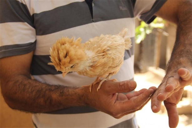 Foto - Süs tavukları resmen altın yumurtluyor!