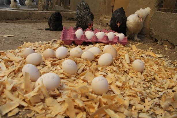 Foto - Süs tavukları resmen altın yumurtluyor!