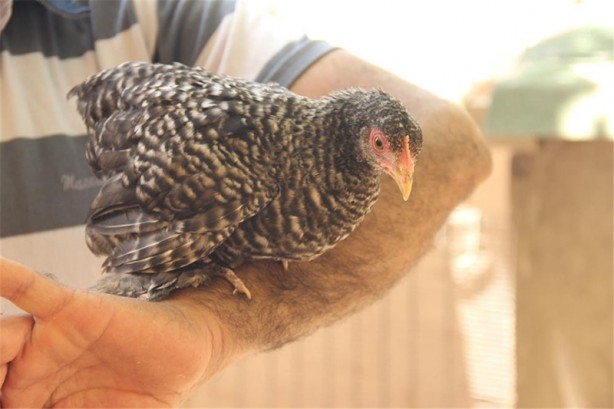 Foto - Süs tavukları resmen altın yumurtluyor!