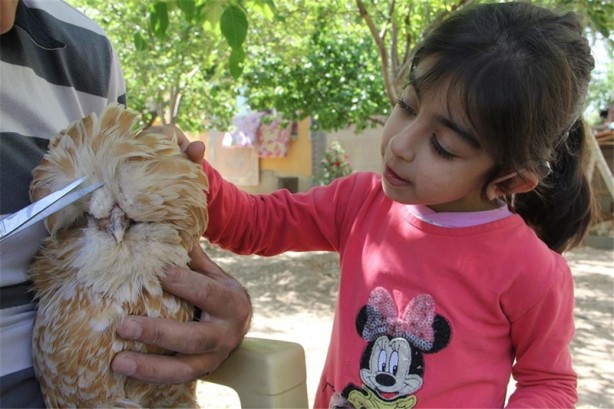 Foto - Süs tavukları resmen altın yumurtluyor!