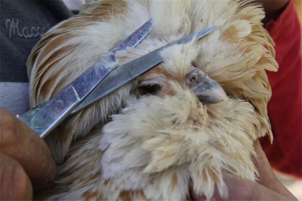 Foto - Süs tavukları resmen altın yumurtluyor!