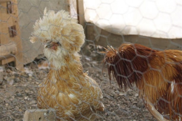 Foto - Süs tavukları resmen altın yumurtluyor!