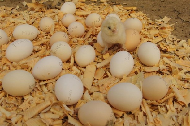 Foto - Süs tavukları resmen altın yumurtluyor!