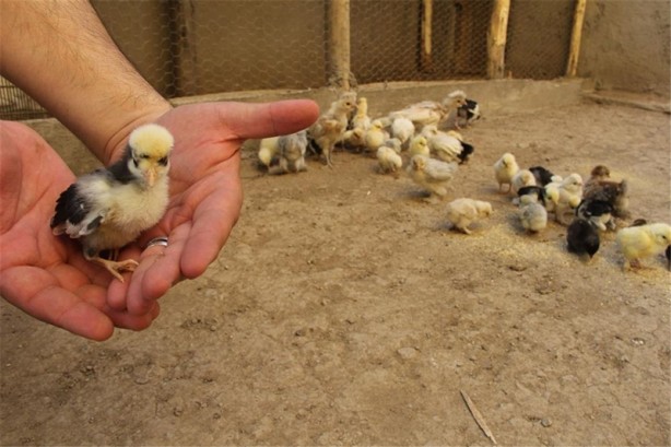 Foto - Süs tavukları resmen altın yumurtluyor!