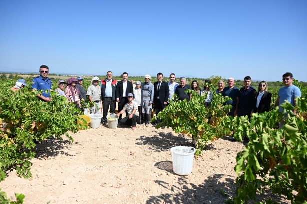 Susuz yetişen meşhur Bekilli üzümünde hasat zamanı