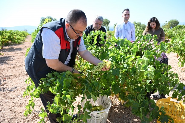 Foto - Susuz yetişen meşhur Bekilli üzümünde hasat zamanı