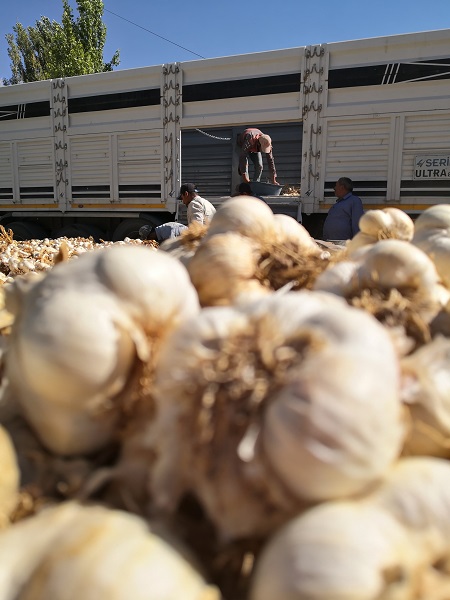 Foto - Susuzluk verimi düşürdü! Üretim 90 ton düştü