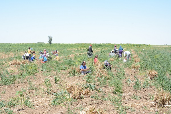 Susuzluk verimi düşürdü! Üretim 90 ton düştü