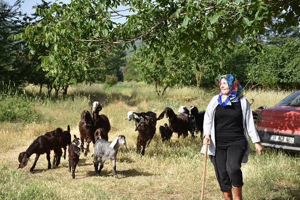 Foto - Süt bulamayınca işini bırakıp sürü sahibi oldu