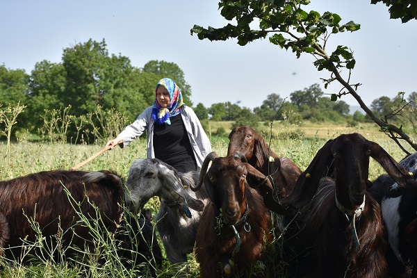 Foto - Süt bulamayınca işini bırakıp sürü sahibi oldu