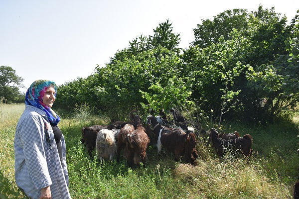 Foto - Süt bulamayınca işini bırakıp sürü sahibi oldu