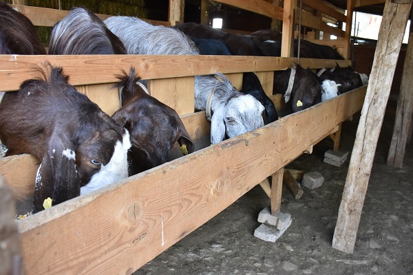 Foto - Süt bulamayınca işini bırakıp sürü sahibi oldu