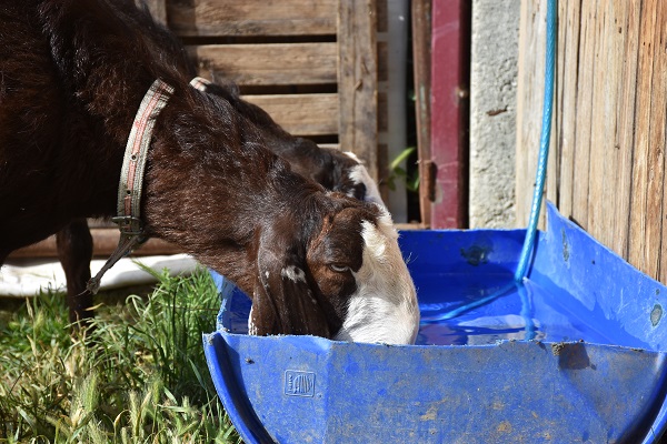 Foto - Süt bulamayınca işini bırakıp sürü sahibi oldu
