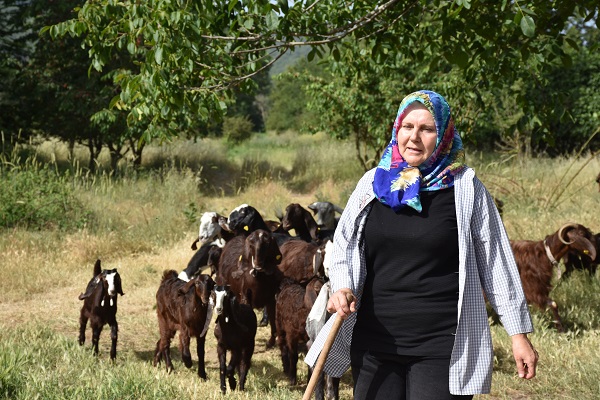 Süt bulamayınca işini bırakıp sürü sahibi oldu