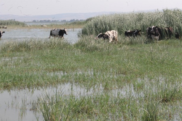 Foto - Süt inekleri Manyas Gölü'ne girip serinliyor