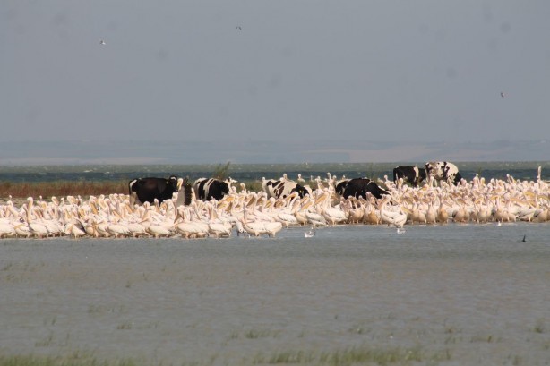Foto - Süt inekleri Manyas Gölü'ne girip serinliyor