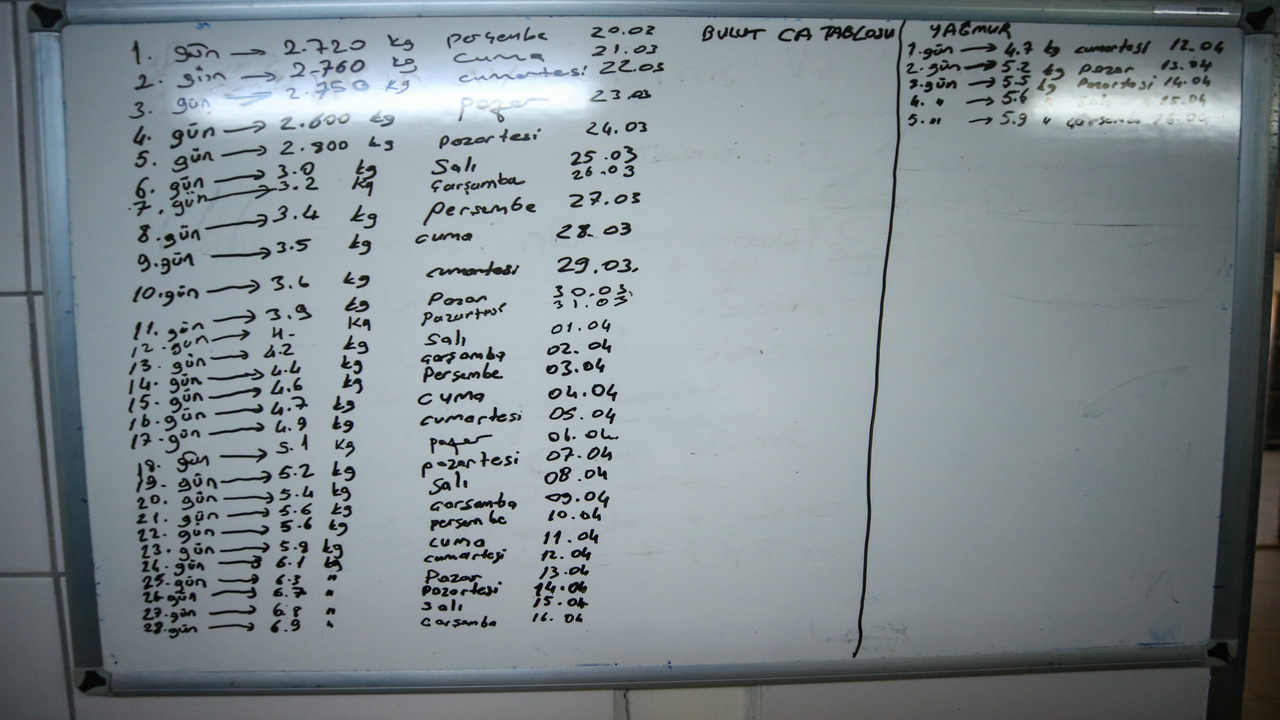 Foto - Süt, kefir, bal, yumurta ve kremayı çok seviyorlar: Bulut ile Yağmur Bursa'nın yeni maskotu oldu