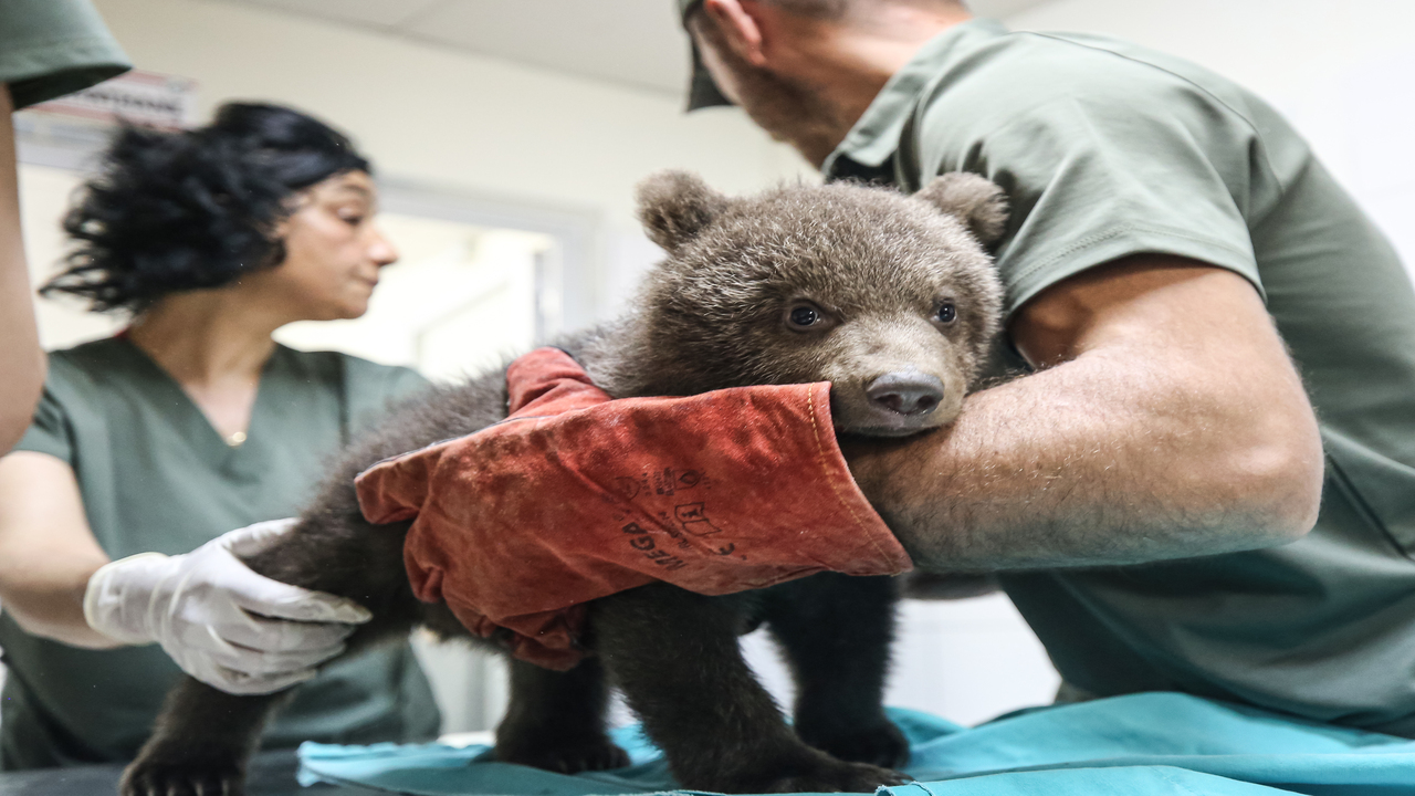 Foto - Süt, kefir, bal, yumurta ve kremayı çok seviyorlar: Bulut ile Yağmur Bursa'nın yeni maskotu oldu