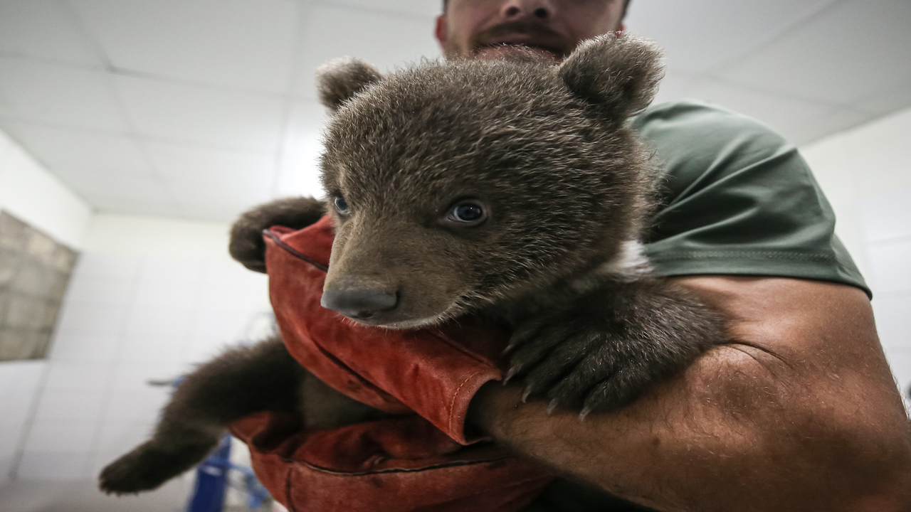 Foto - Süt, kefir, bal, yumurta ve kremayı çok seviyorlar: Bulut ile Yağmur Bursa'nın yeni maskotu oldu