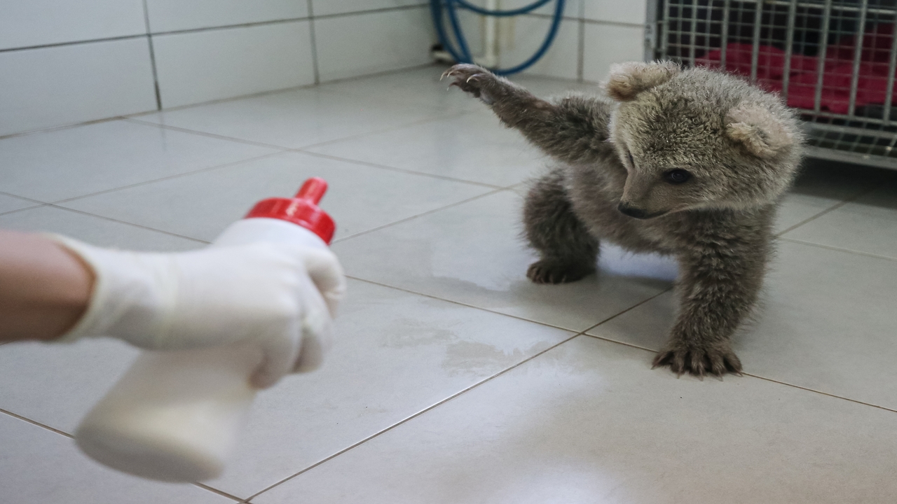 Foto - Süt, kefir, bal, yumurta ve kremayı çok seviyorlar: Bulut ile Yağmur Bursa'nın yeni maskotu oldu