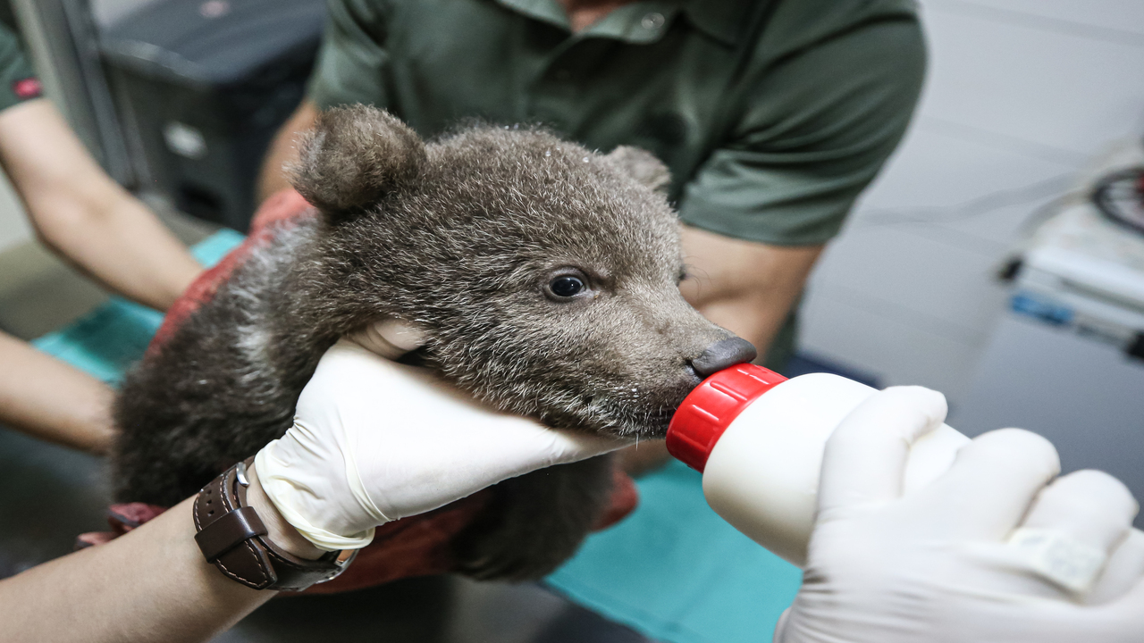 Foto - Süt, kefir, bal, yumurta ve kremayı çok seviyorlar: Bulut ile Yağmur Bursa'nın yeni maskotu oldu