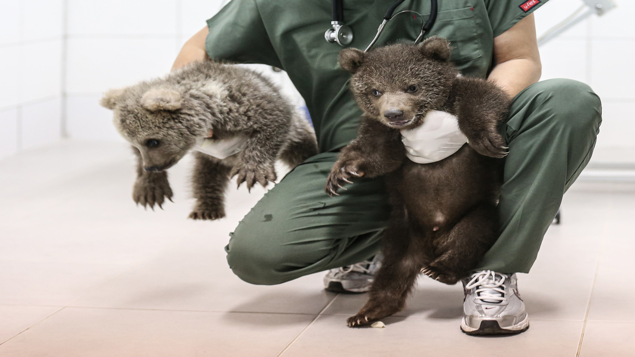 Foto - Süt, kefir, bal, yumurta ve kremayı çok seviyorlar: Bulut ile Yağmur Bursa'nın yeni maskotu oldu