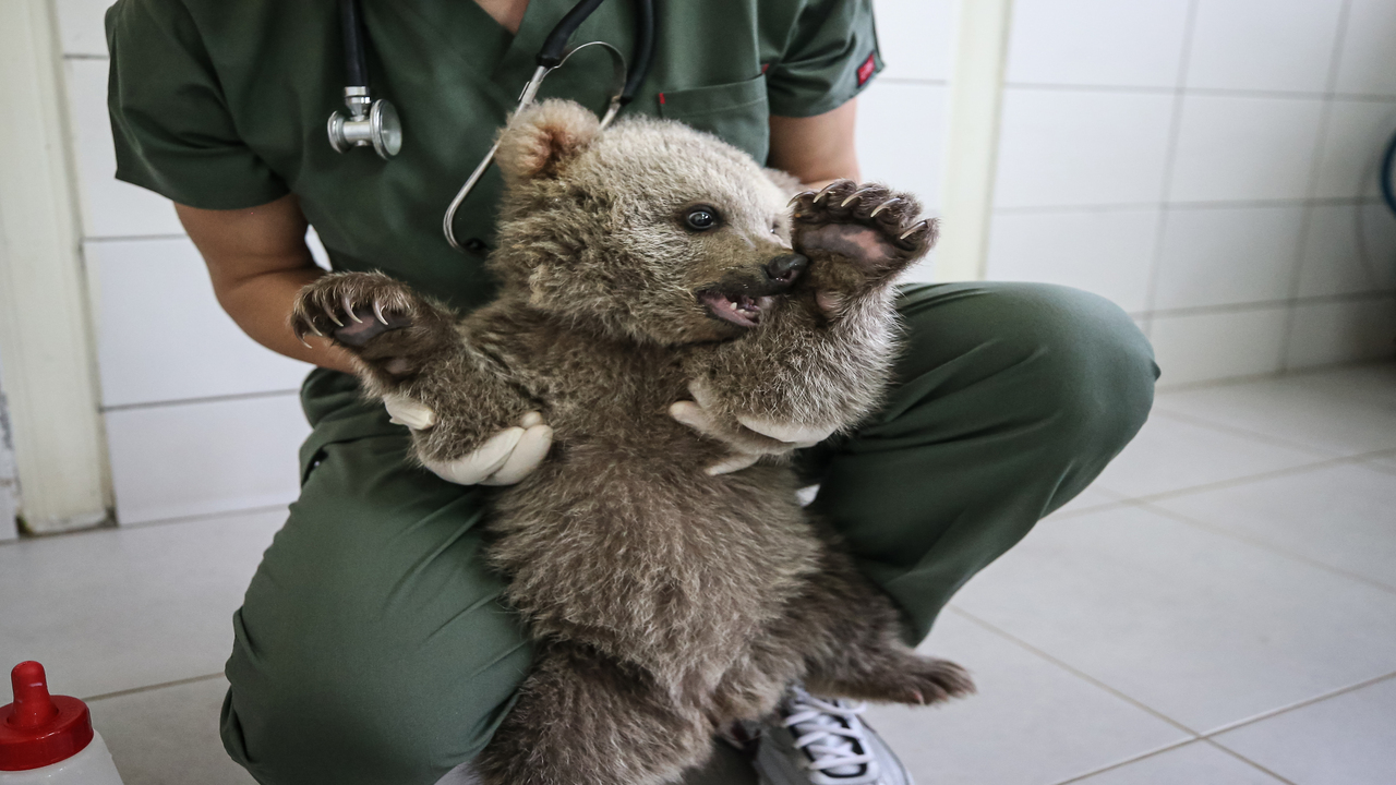 Foto - Süt, kefir, bal, yumurta ve kremayı çok seviyorlar: Bulut ile Yağmur Bursa'nın yeni maskotu oldu