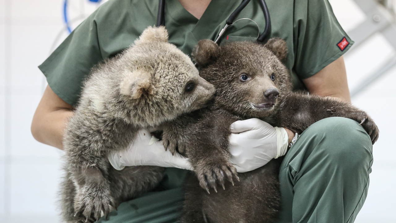 Süt, kefir, bal, yumurta ve kremayı çok seviyorlar: Bulut ile Yağmur Bursa'nın yeni maskotu oldu