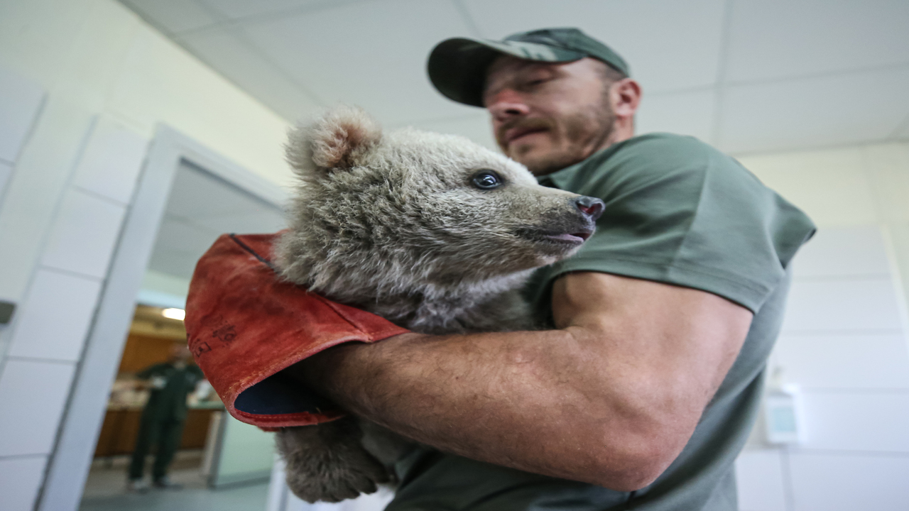 Foto - Süt, kefir, bal, yumurta ve kremayı çok seviyorlar: Bulut ile Yağmur Bursa'nın yeni maskotu oldu