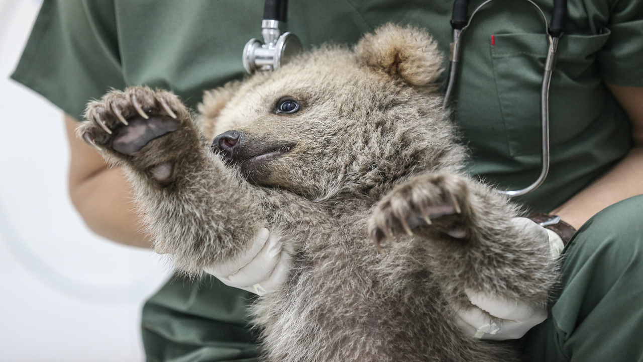 Foto - Süt, kefir, bal, yumurta ve kremayı çok seviyorlar: Bulut ile Yağmur Bursa'nın yeni maskotu oldu