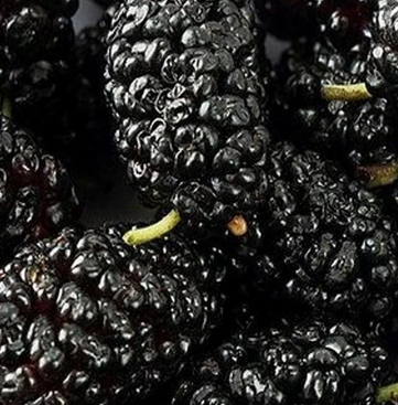 Foto - Sütten 25 kat fazla kalsiyum, ıspanaktan 10 kat fazla demir içeriyor! Geçmişten gelip peşimizi bırakmayan inanılmaz besin