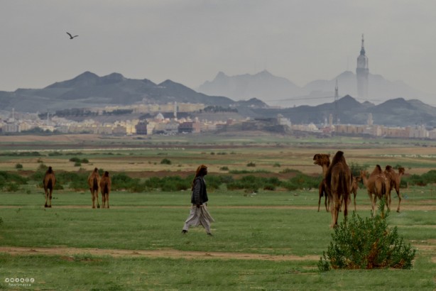 Suudi Arabistan'da etkili yağışlar yerini yeşile bıraktı!