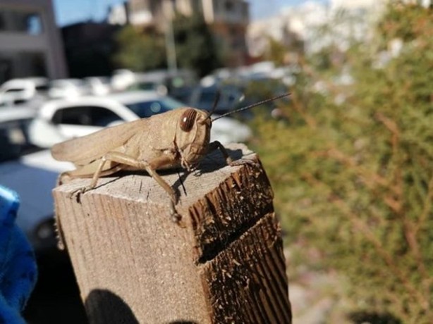 Foto - Suudiler, ülkeyi istila eden çekirgeleri yemeye başladı