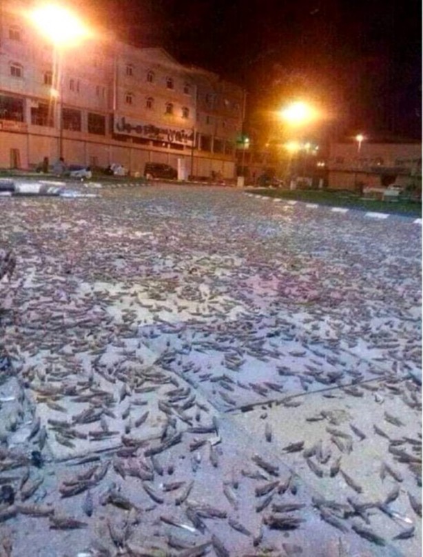 Foto - Suudiler, ülkeyi istila eden çekirgeleri yemeye başladı