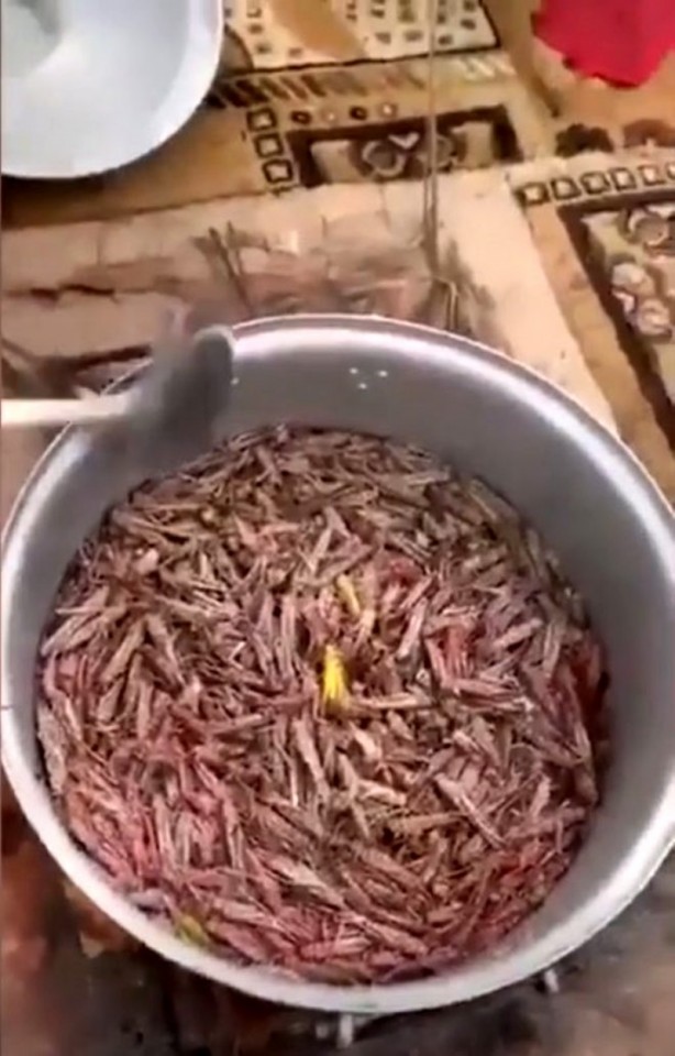 Foto - Suudiler, ülkeyi istila eden çekirgeleri yemeye başladı