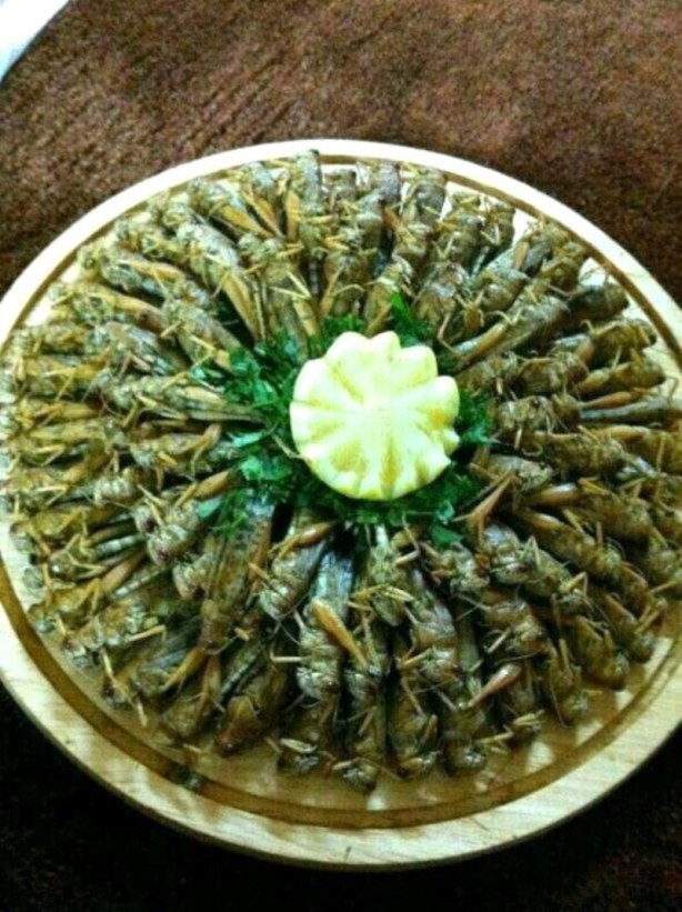 Foto - Suudiler, ülkeyi istila eden çekirgeleri yemeye başladı