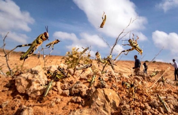 Foto - Suudiler, ülkeyi istila eden çekirgeleri yemeye başladı