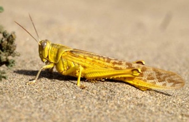 Foto - Suudiler, ülkeyi istila eden çekirgeleri yemeye başladı