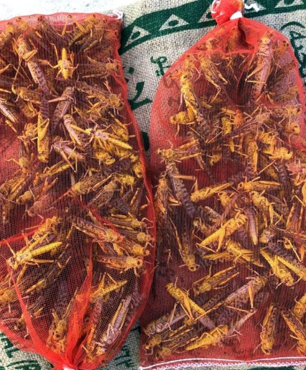 Foto - Suudiler, ülkeyi istila eden çekirgeleri yemeye başladı