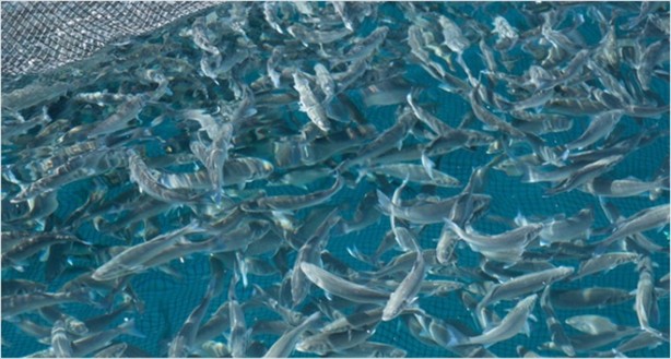 Foto - Su ürünleri yetiştiricilerine verilecek destekler belirlendi