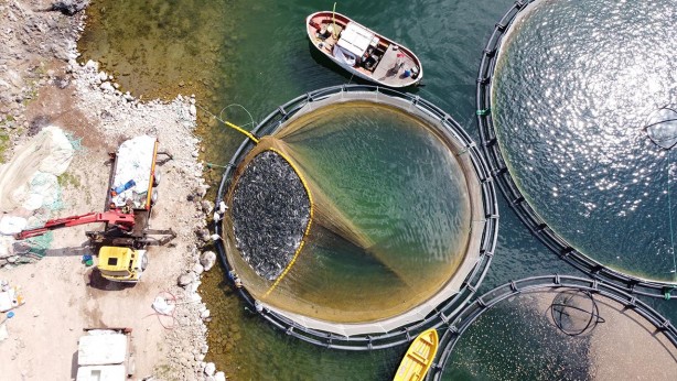 Foto - Su ürünleri yetiştiricilerine verilecek destekler belirlendi